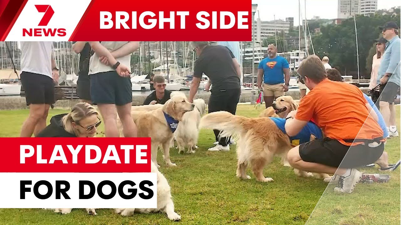 Could this be the happiest place in Sydney? | 7NEWS