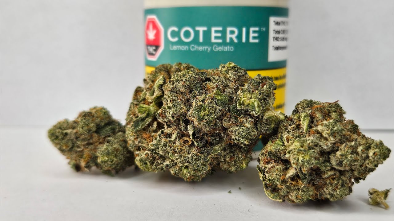 Strain Review Lemon Cherry Gelato By Coterie