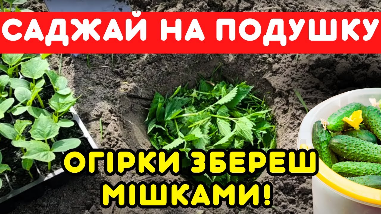 Додай у землю - і збереш щедрий врожай огірків! Простий бюджетний спосіб виростити купу огірків