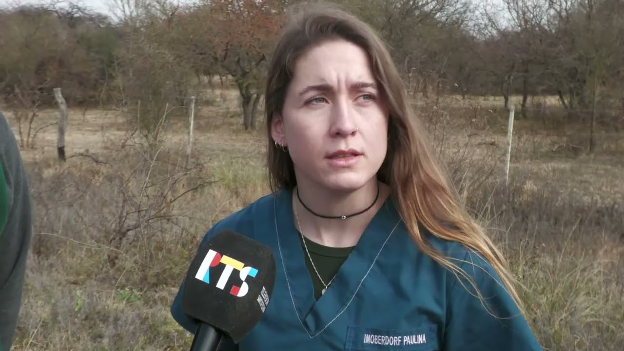 Joven aguará guazú recupera su libertad en la reserva “El Fisco”