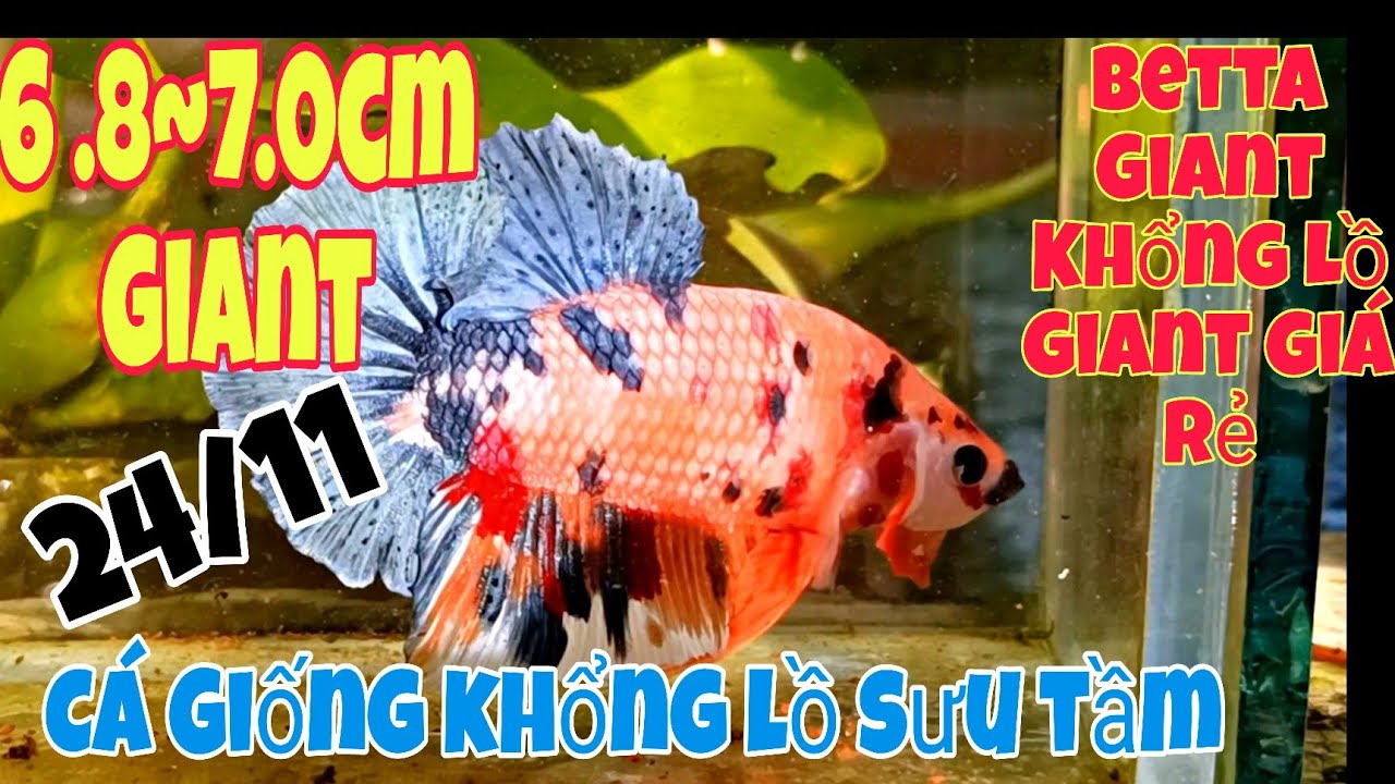 Đợt cá Betta RẺ + ĐẸP NHẤT 24/12/20024 | Metallic, Muticorlor, Galaxy,...