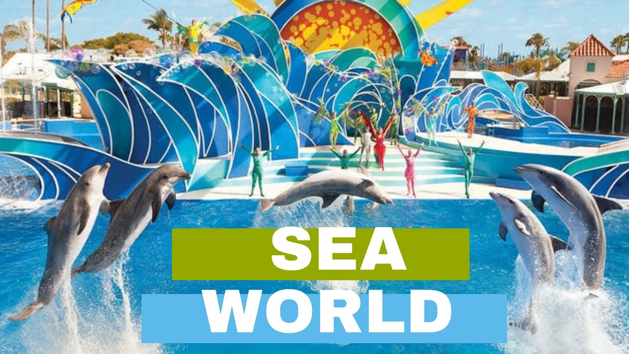 Seaworld san diego | seaworld dolphin show 2021