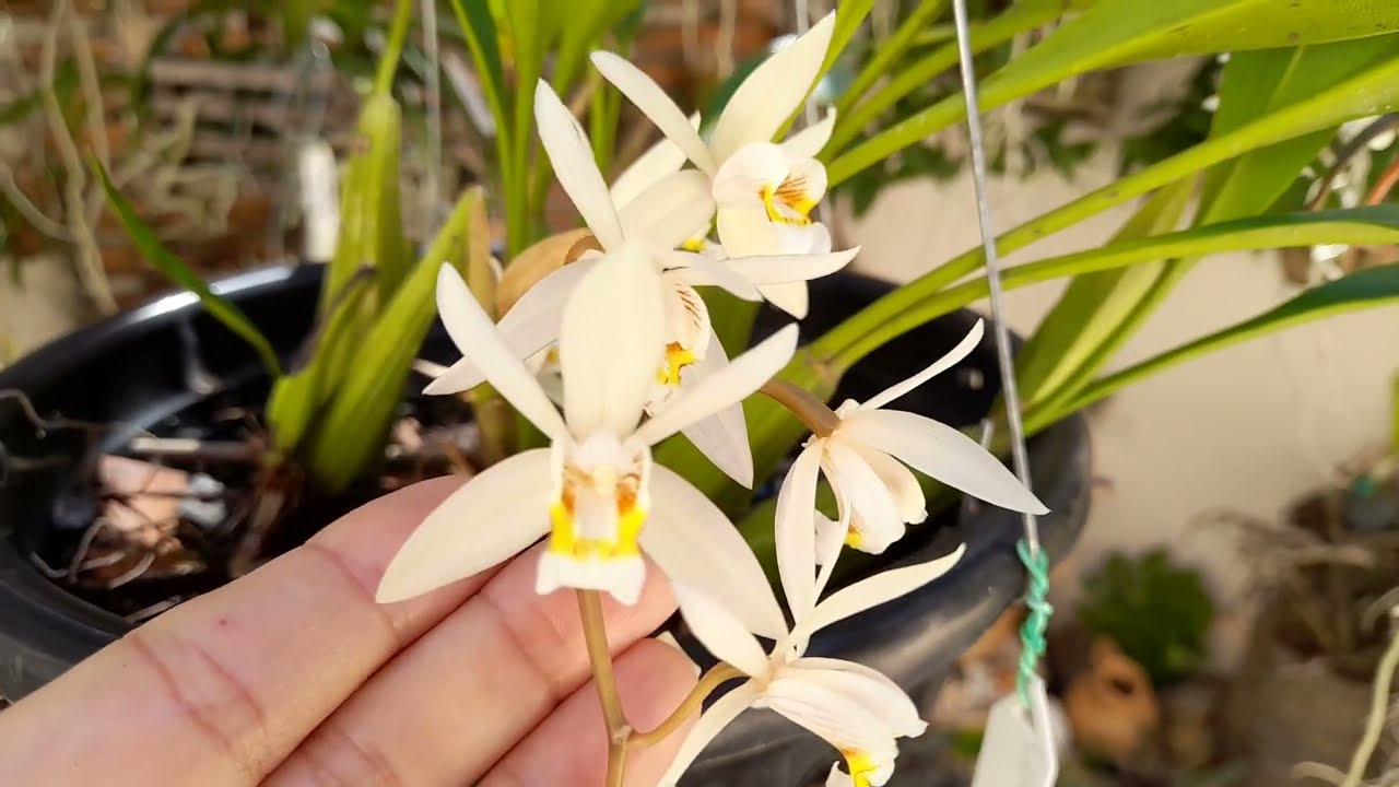CULTIVO ORQUÍDEA COELOGYNE FLACCIDA #orquídeas#floração #cultivo #coelogyne #flaccida #substrato