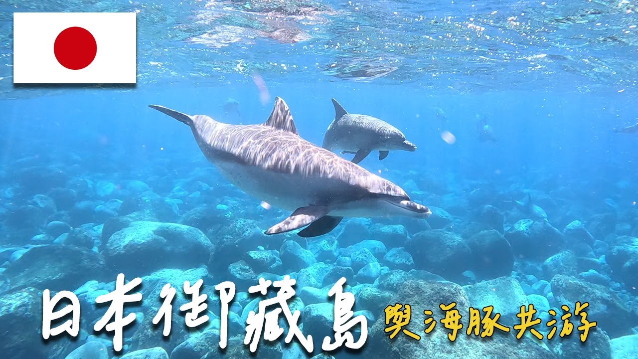 【御藏島海豚共游🇯🇵Swimming with Dolphins in Mikurajima】東京和野生海豚近距離一起游泳🐬 | 日本Vlog #5