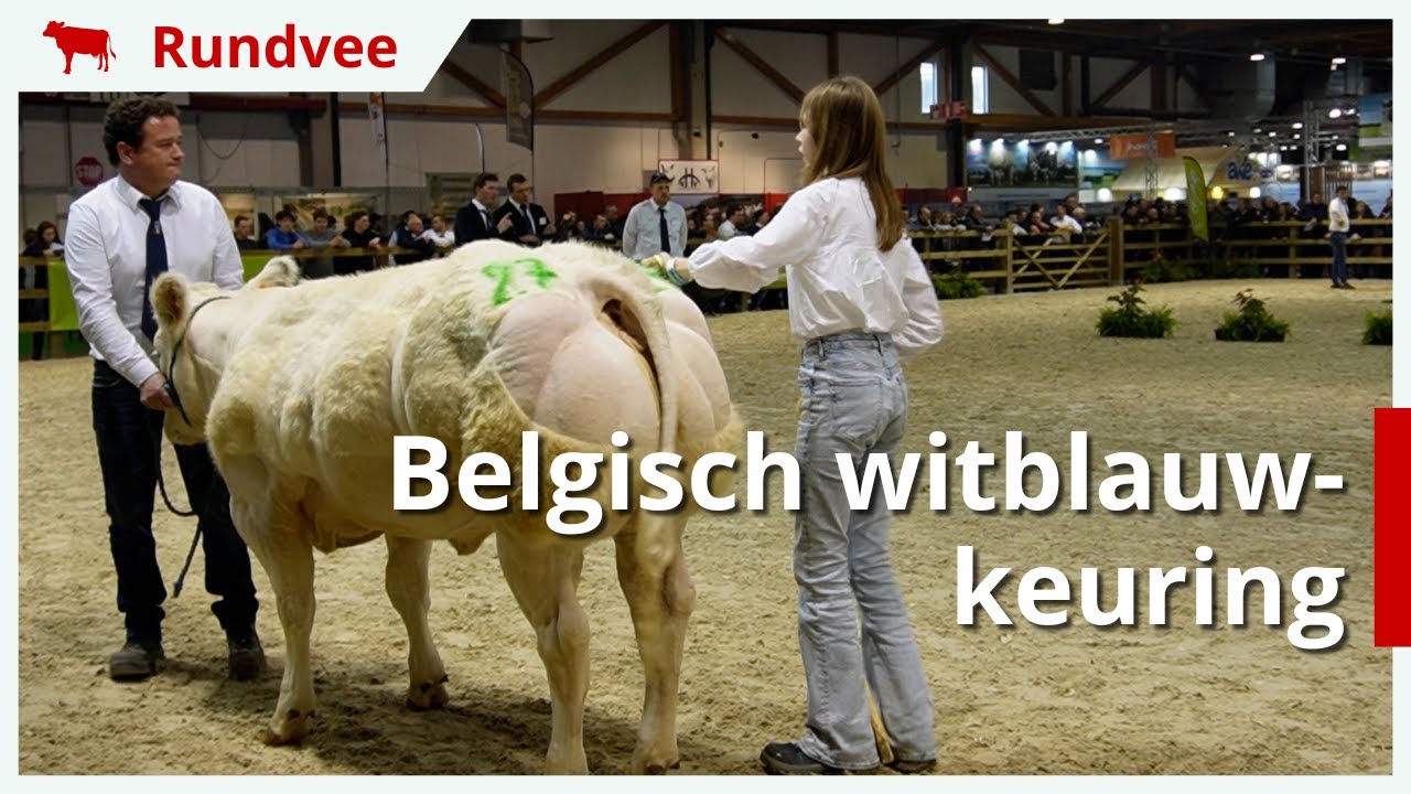 Belgisch witblauw-keuring op Agribex
