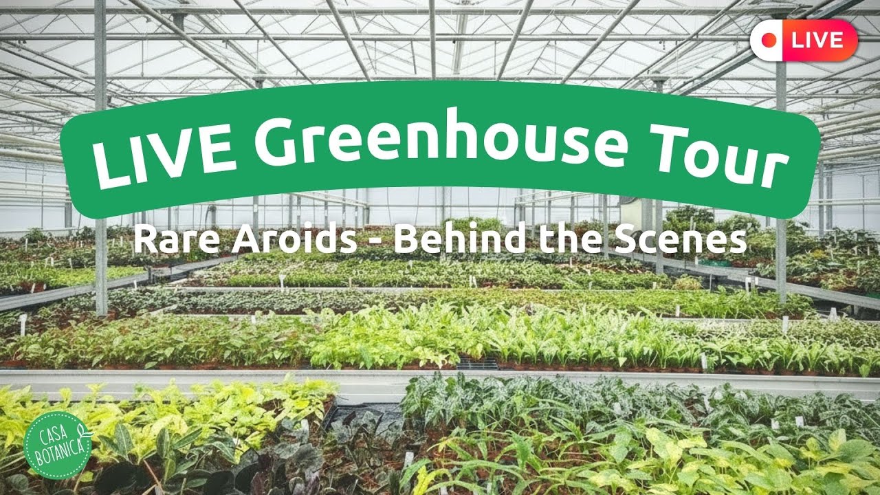Instagram greenhouse live tour - Casa Botanica
