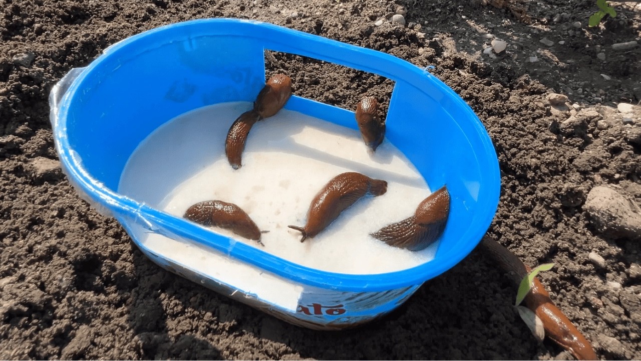 Diese einfache Falle fängt alle Schnecken im Garten