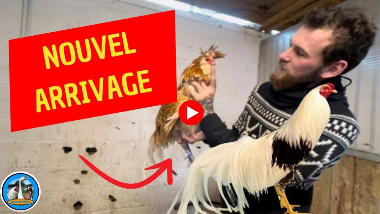 NOUVEL ARRIVAGE TRÈS RARE !
