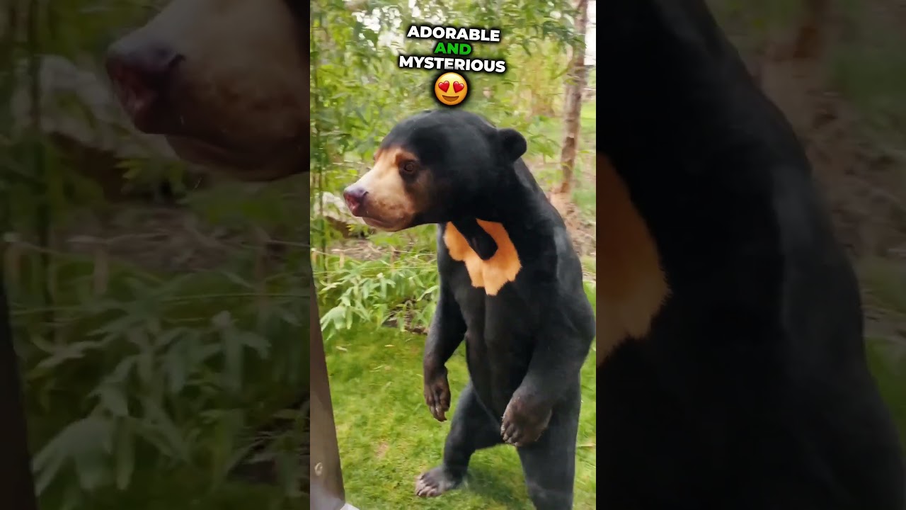 Sun Bear's Long Tongue A Feeding Marvel #SunBear #Wildlife #Bears