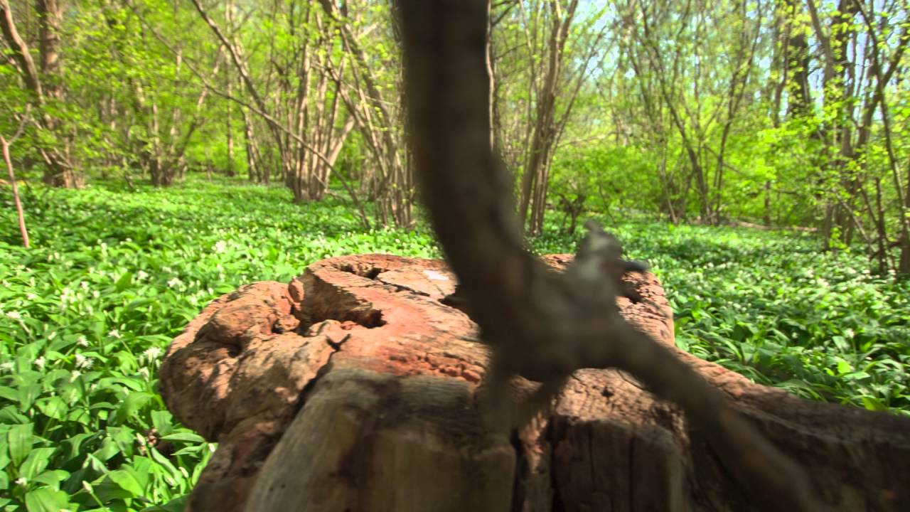 Testing ml RAW video 14bit colour depht. 650D and 600D