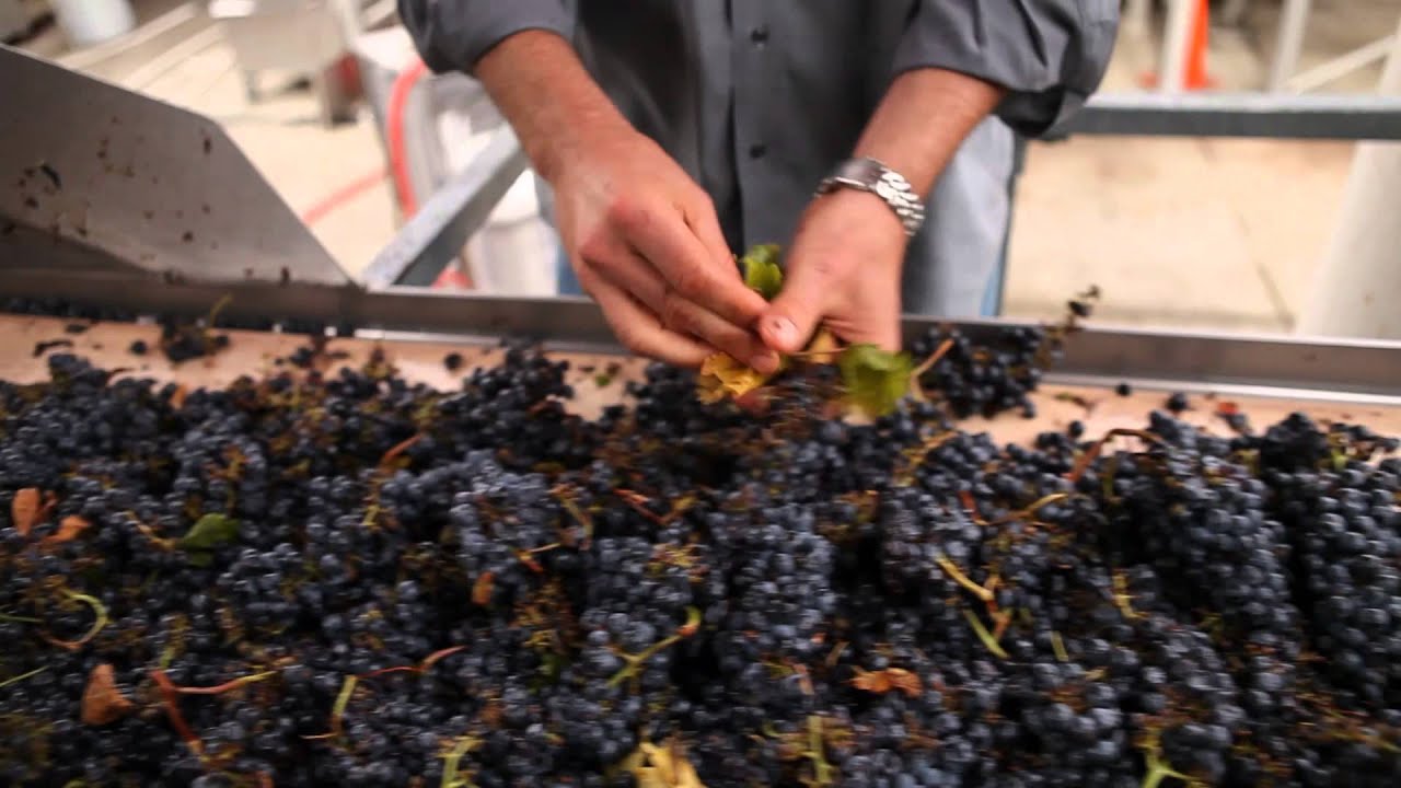 Sustainability at Wente Vineyards