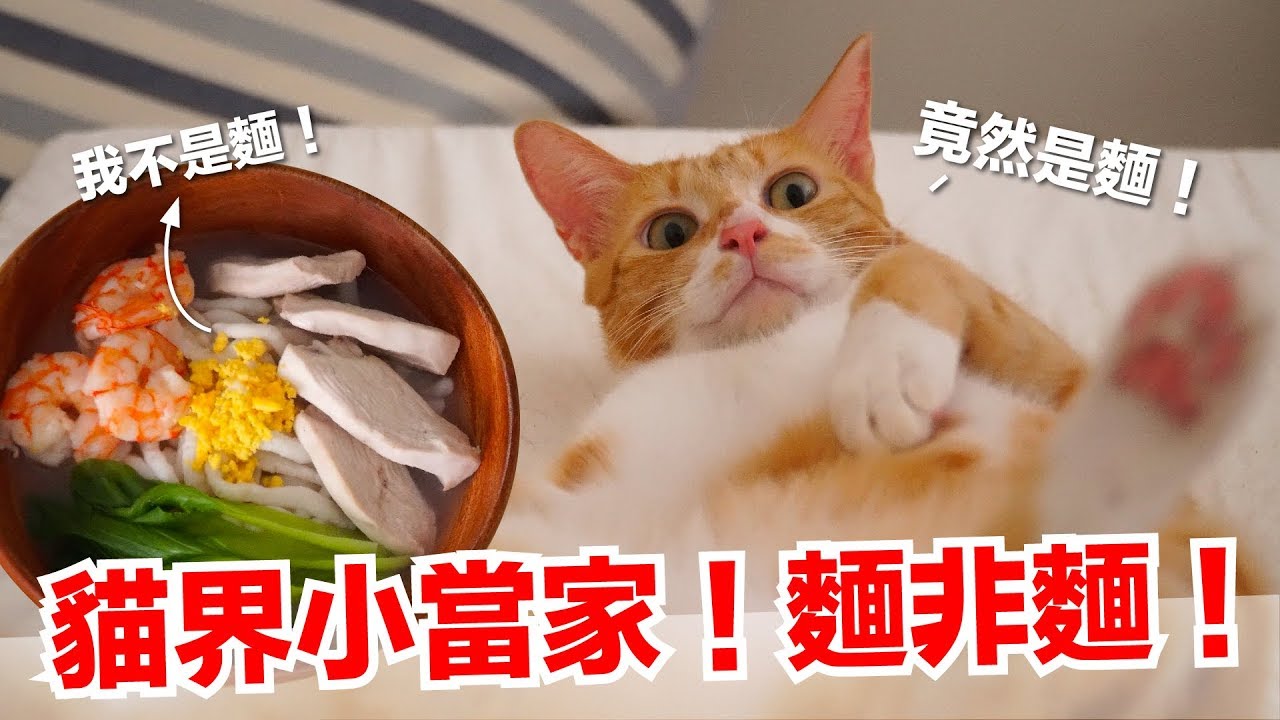 貓界小當家！貓的麵非麵！【貓副食食譜】好味貓鮮食廚房EP159