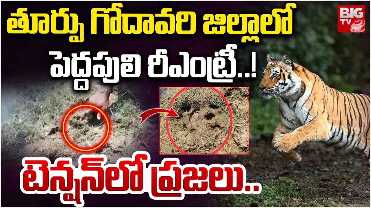 పెద్దపులి రీఎంట్రీ..! |  Tigher Halchal in Gokavaram | East Godavari Tiger Latest News | BIGTV