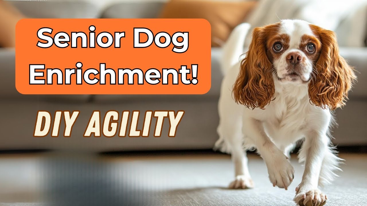 Senior Dog Enrichment: Indoor Games & Activities for Older Dogs | Caring for Your Senior Cavalier