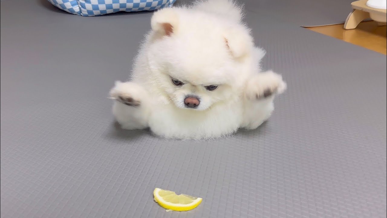 레몬을 처음 먹어보더니 땅을 치고 후회하는 강아지ㅋㅋㅋㅋ