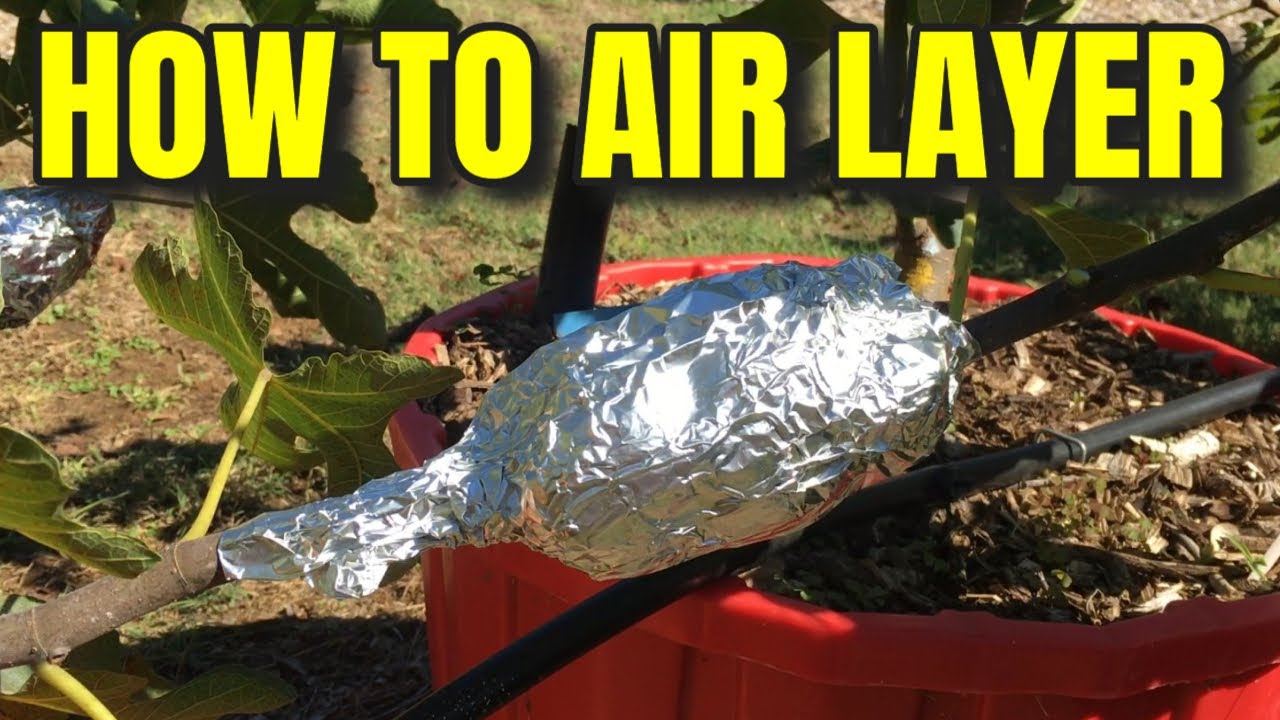 🌱 AIR LAYERING FRUIT TREES 🍂 STEP BY STEP 🌴 GET FREE TREES! 🌿 PROPAGATING FIG TREES