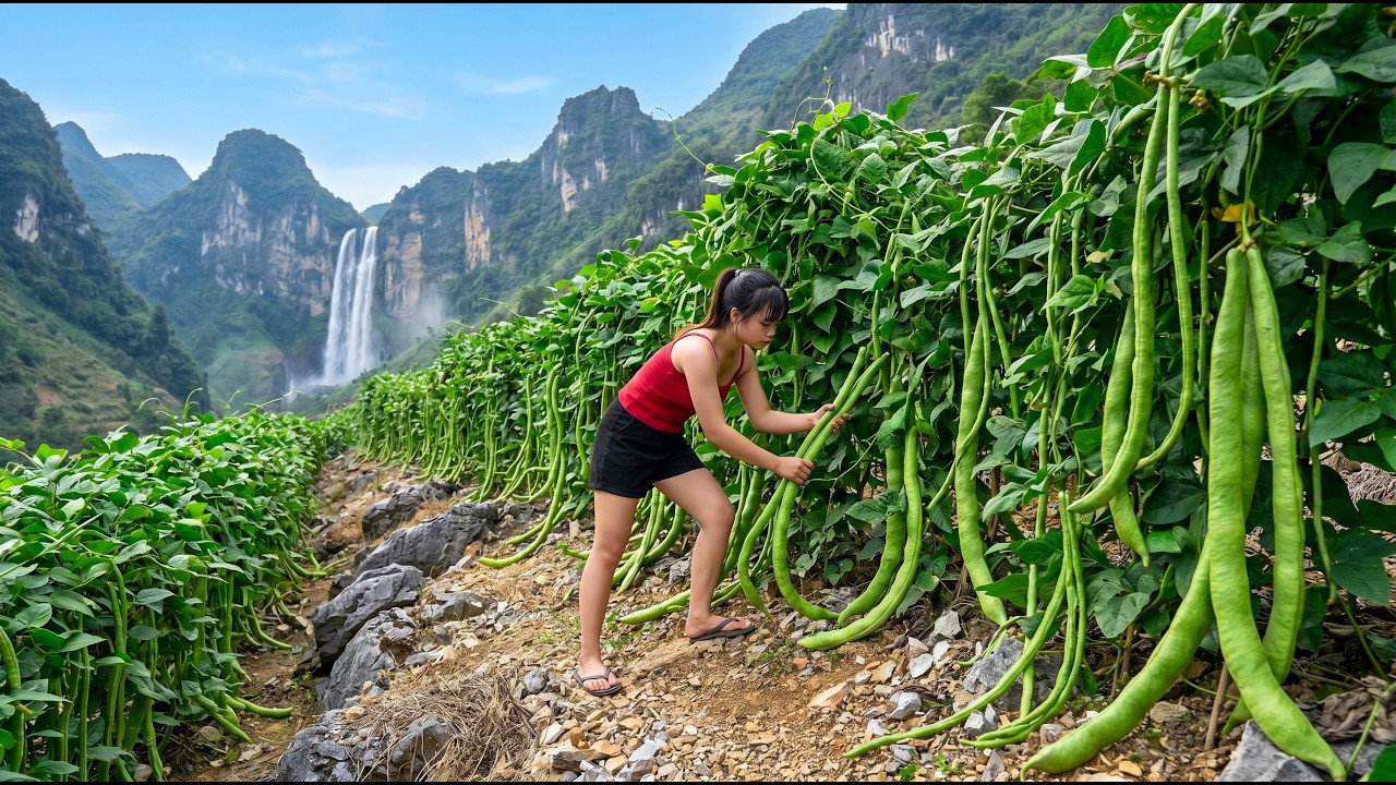 TIMELAPSE - Harvesting 850KG of Yard-Long Beans on Mountainside and Taking Them to Market to Sell