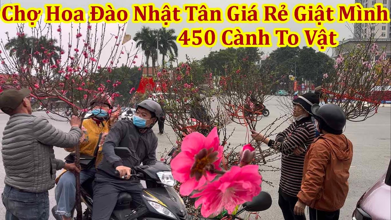 XUÂN BÍNH NGỌ 2026 - CHỢ HOA ĐÀO NHẬT TÂN GIÁ RẺ KHÔNG TƯỞNG