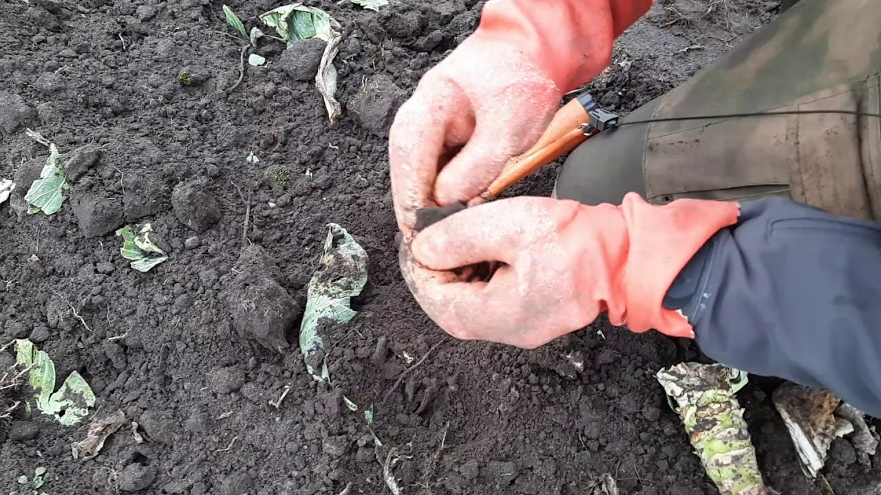 Garrett APEX- kr&oacute;tkie review