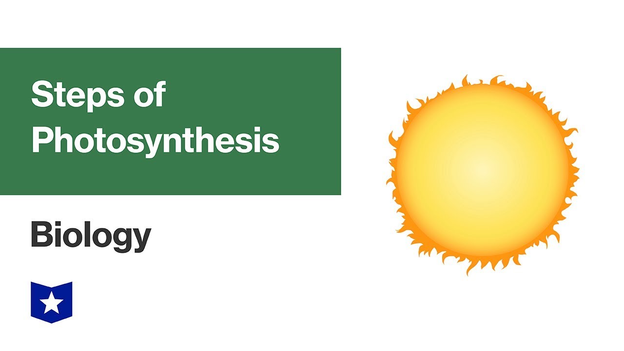 Steps of Photosynthesis | Biology