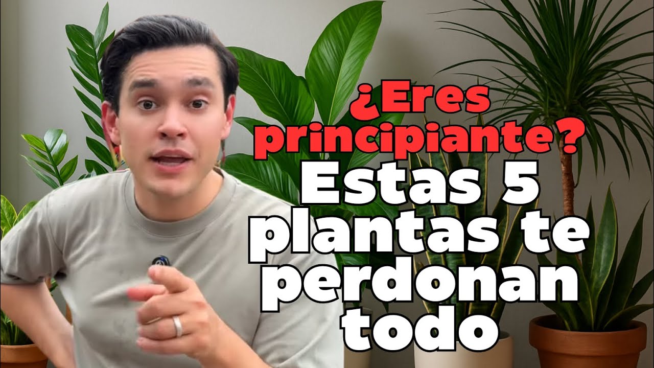 Plantas para principiantes: las únicas que de verdad sobreviven a tus errores
