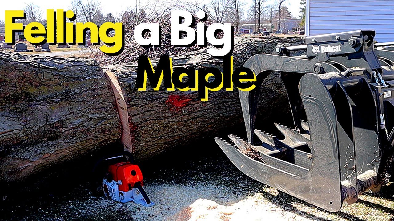Felling a Huge Maple Tree During My Lunch Break - Stihl MS661C & Bobcat T770 Cut Down Big Tree