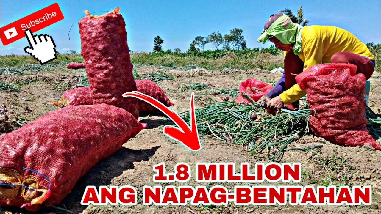 🔴200K ANG PUHUNAN 1.8 MILLION ANG NAPAGBENTAHAN (RED ALLIUM) PRICE UPDATE SIBUYAS
