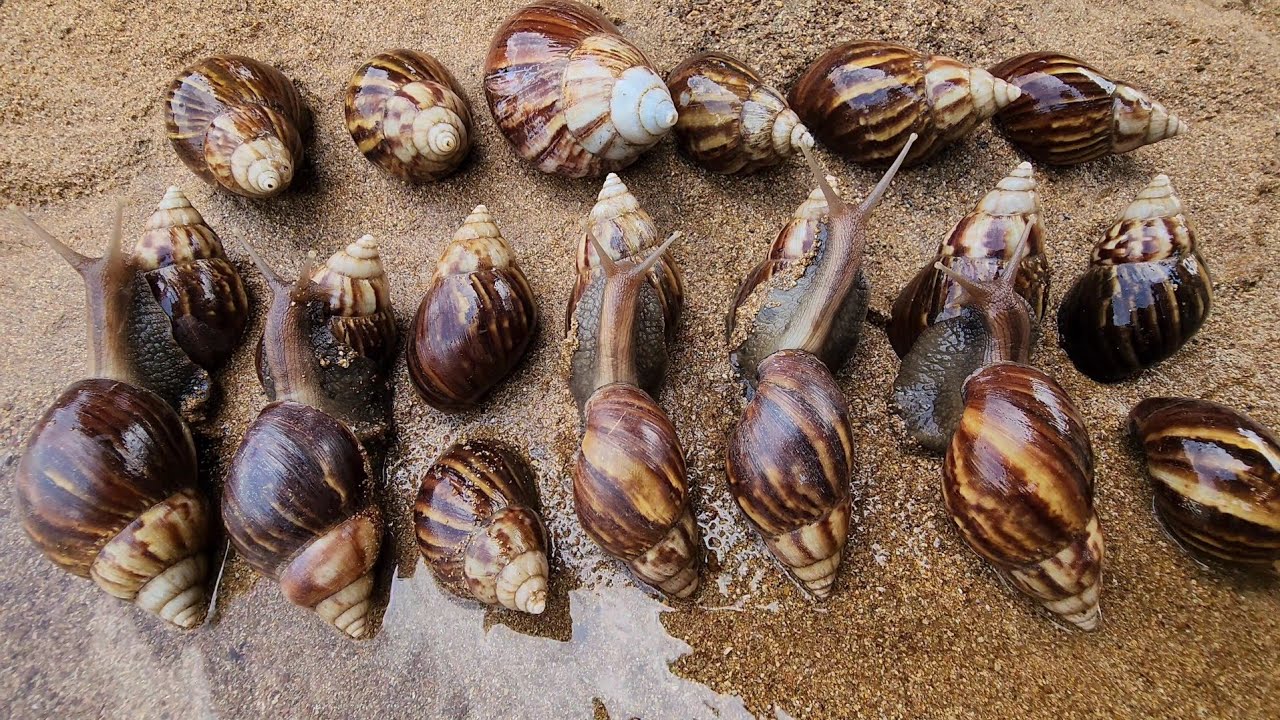 Catch African Giant Snails In The Amazing Fresh River