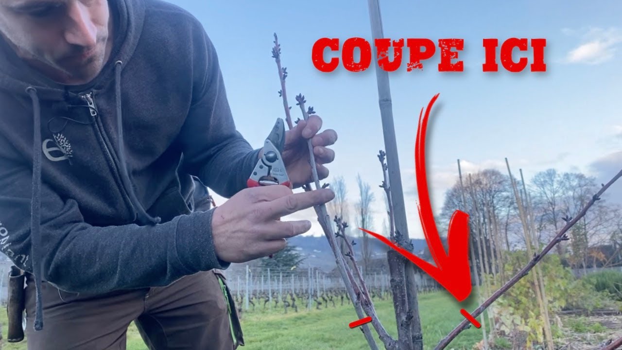 Comment Tailler un Jeune Cerisier? (Conseil d'Expert)