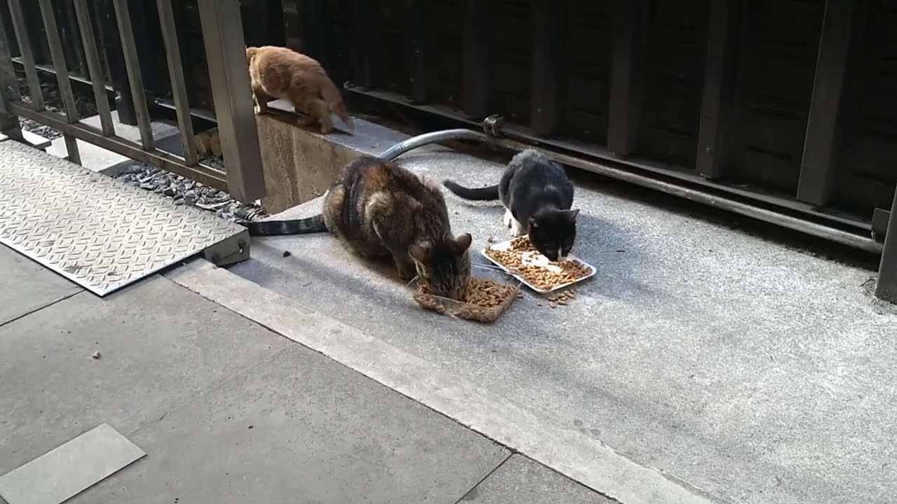 Stray Cats In Company Buildings ＃194 01.03.2026