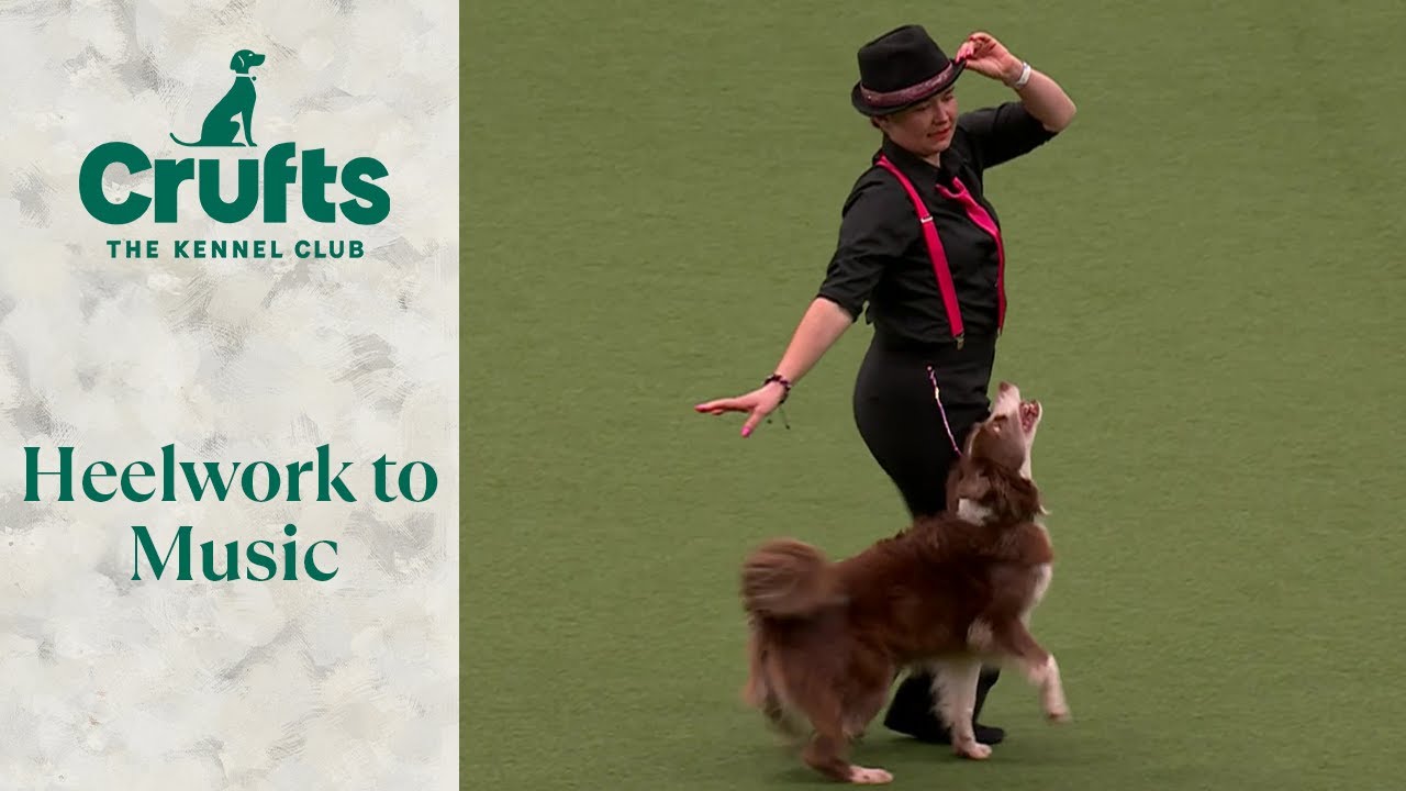 Heelwork To Music Part 2 | Crufts 2024