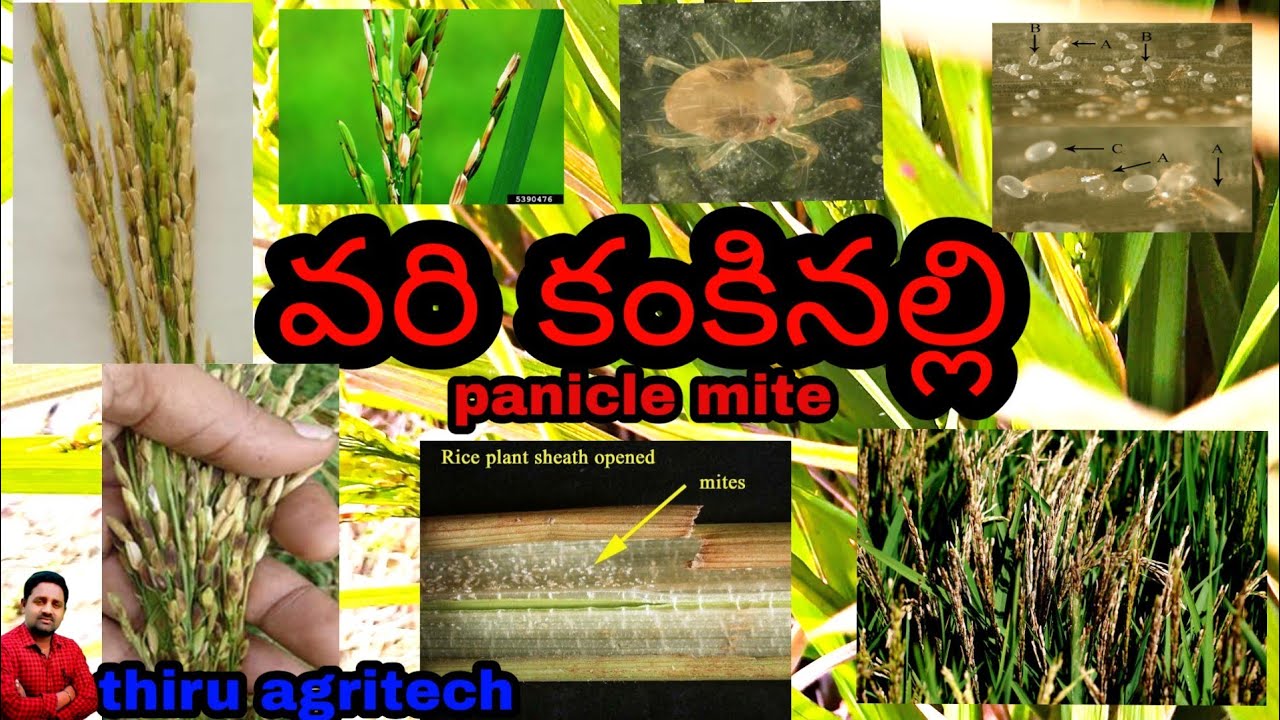 వరిలో వచ్చు కంకినల్లి గుర్తించటం & నివారణ (Panicle mite management in paddy )..........