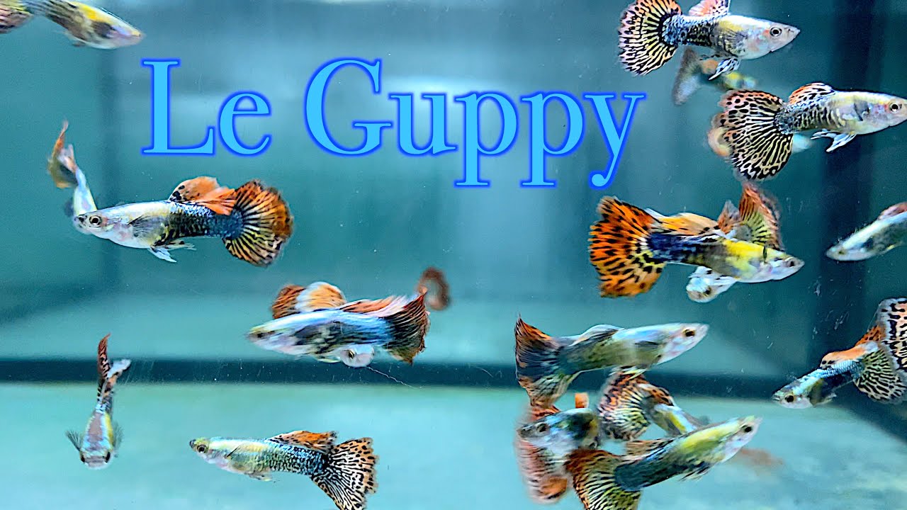 Le Guppy (Floraquatic)