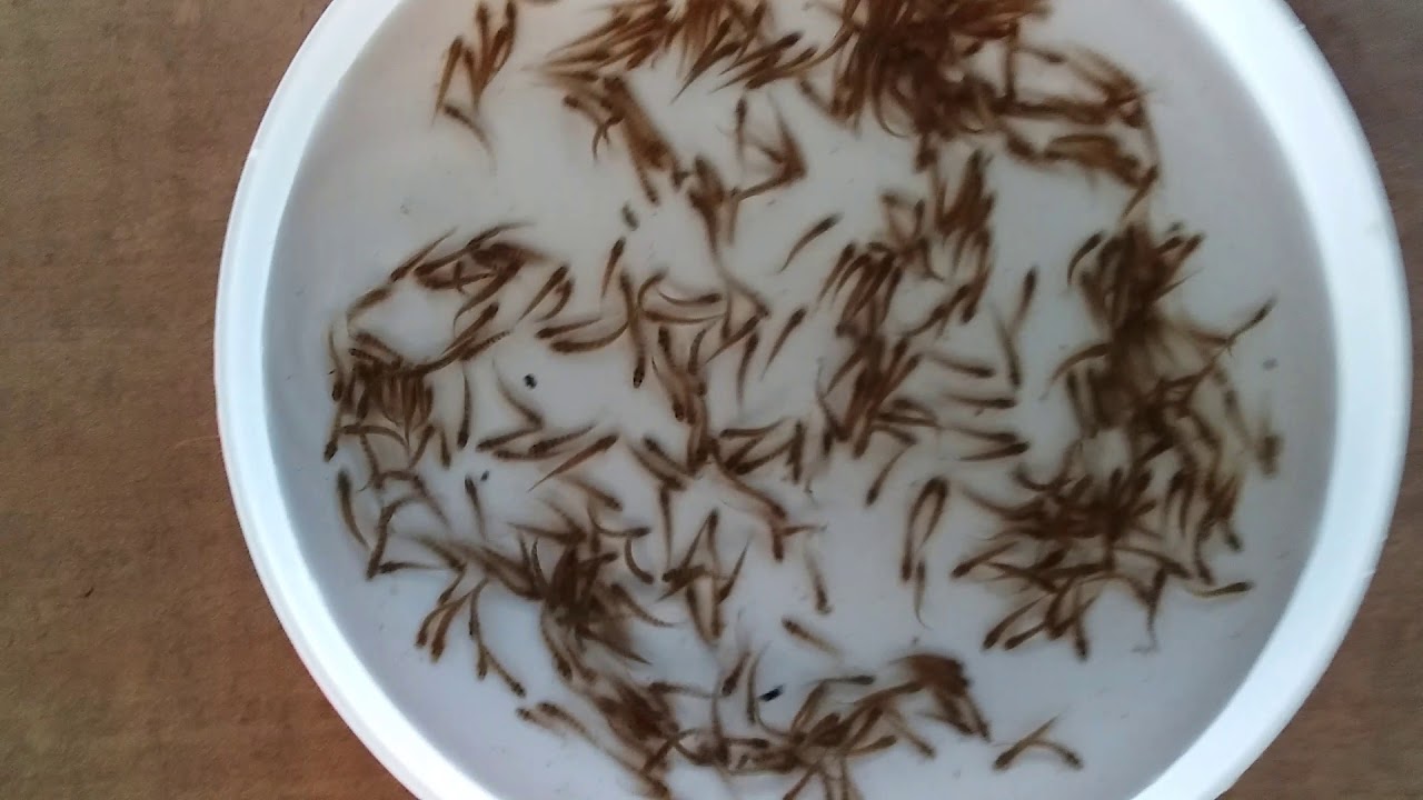 Ghutum fry