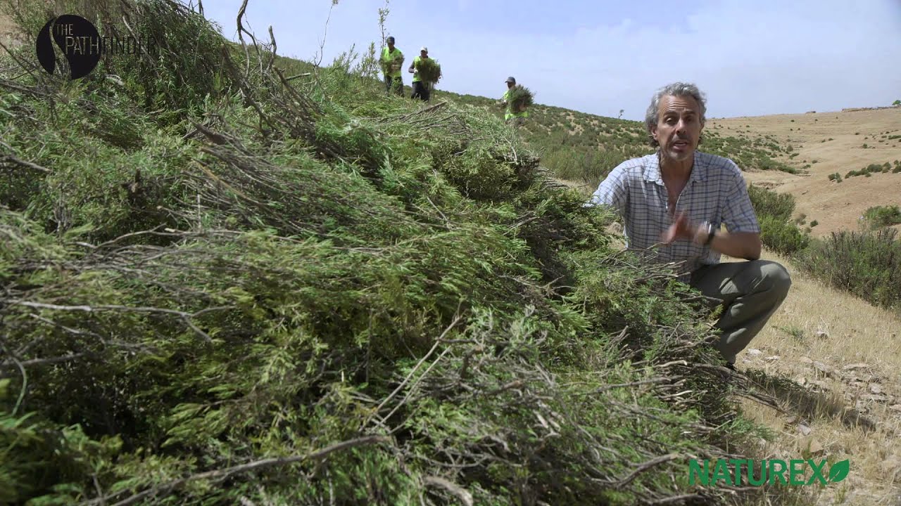 Rosemary Harvest in Morocco