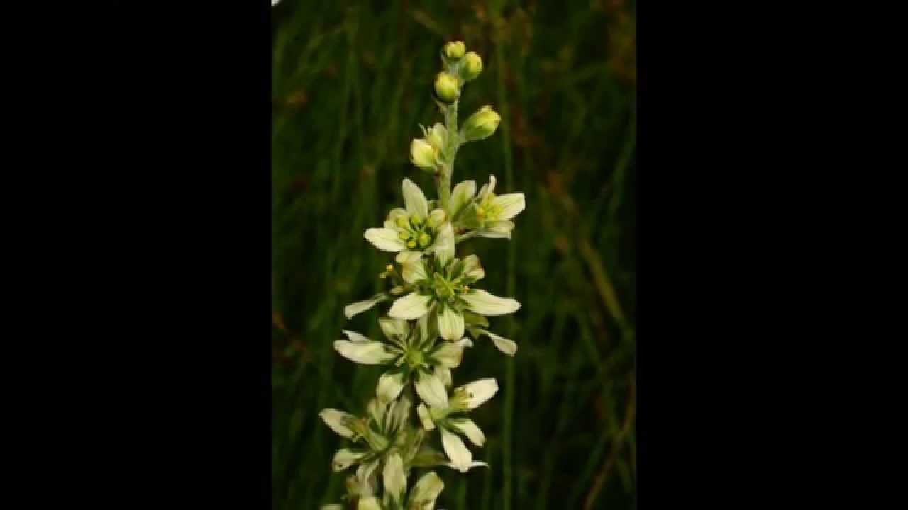 Veratrum album