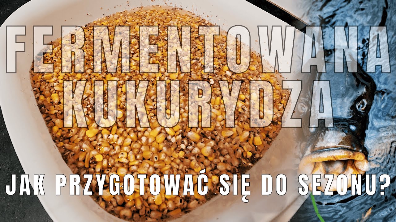 #1 ZIMOWA FERMENTACJA KUKURYDZY - PRZYGOTOWANIE ZANĘTY NA WIELKIE KARPIE!