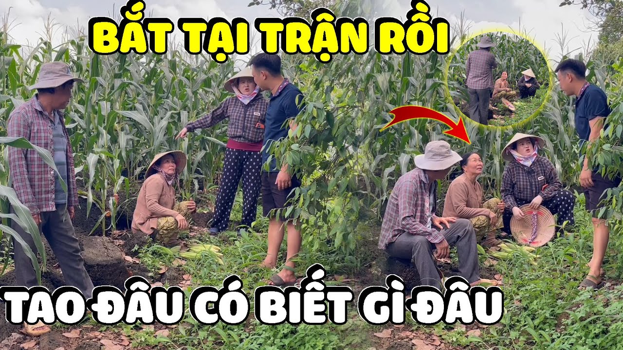Dì Hương Nghe Tin Yến Báo Đi Ăn Trộm Liền Đi Giải Cứu Ai Ngờ Lại Dính Bẫy Ba Báo