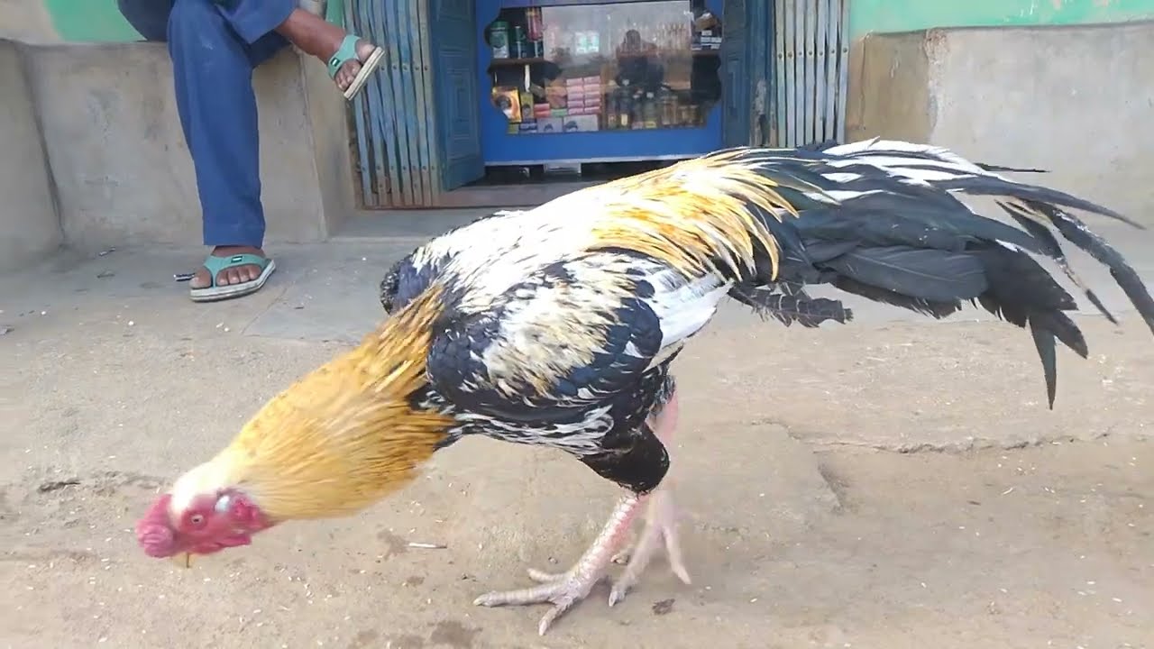 টিয়া ঠেটের মুরগি পালন।। parrot beak murgi farming #aseelmurgalover 