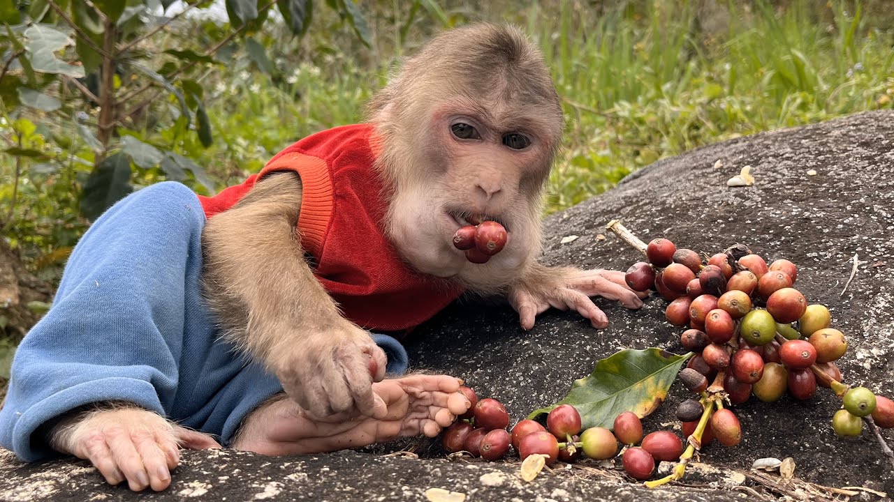 Rejected dog ​​MIN, Smart monkey MAX journey alone freedom.