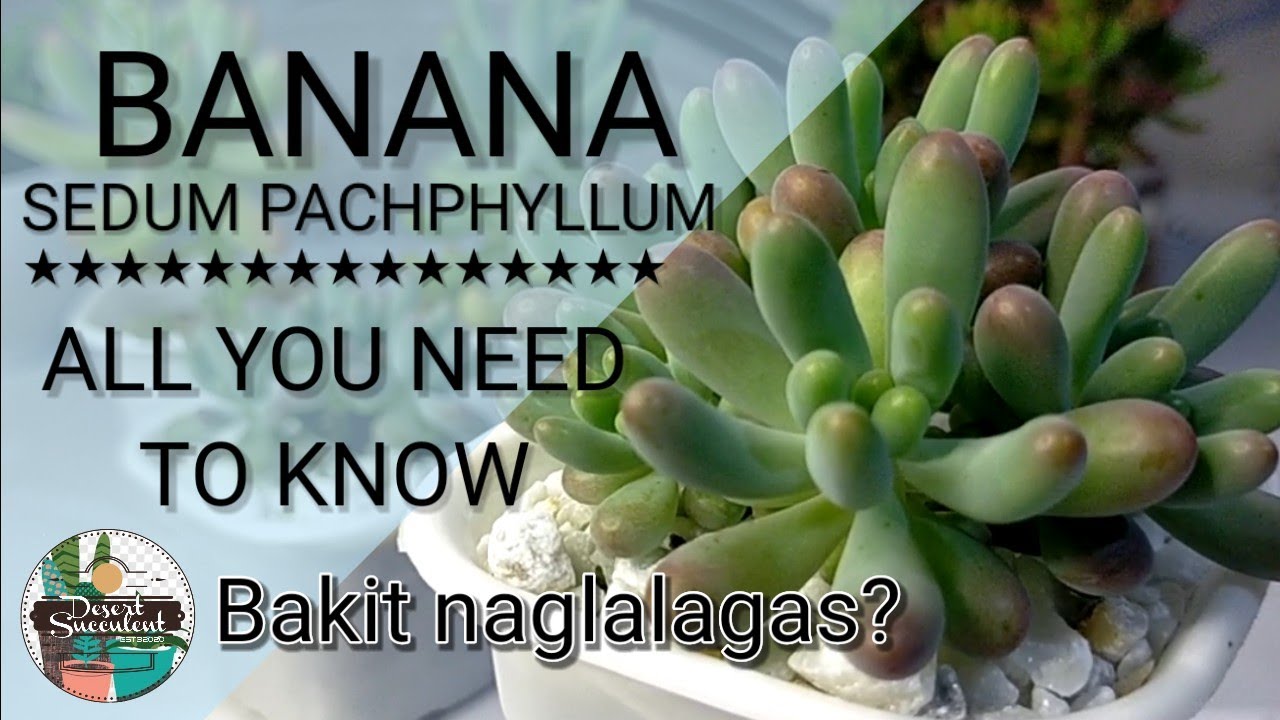 5 Banana Sedum Pachphyllum Succulent Care Guide | 다육식물 多肉植物 Suculentas