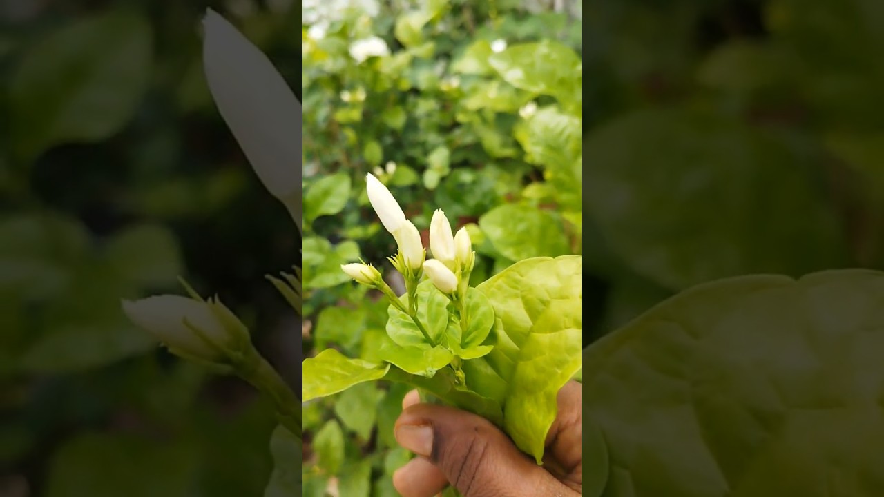 malli plant care #flowers #tips #trending #video 👍👍