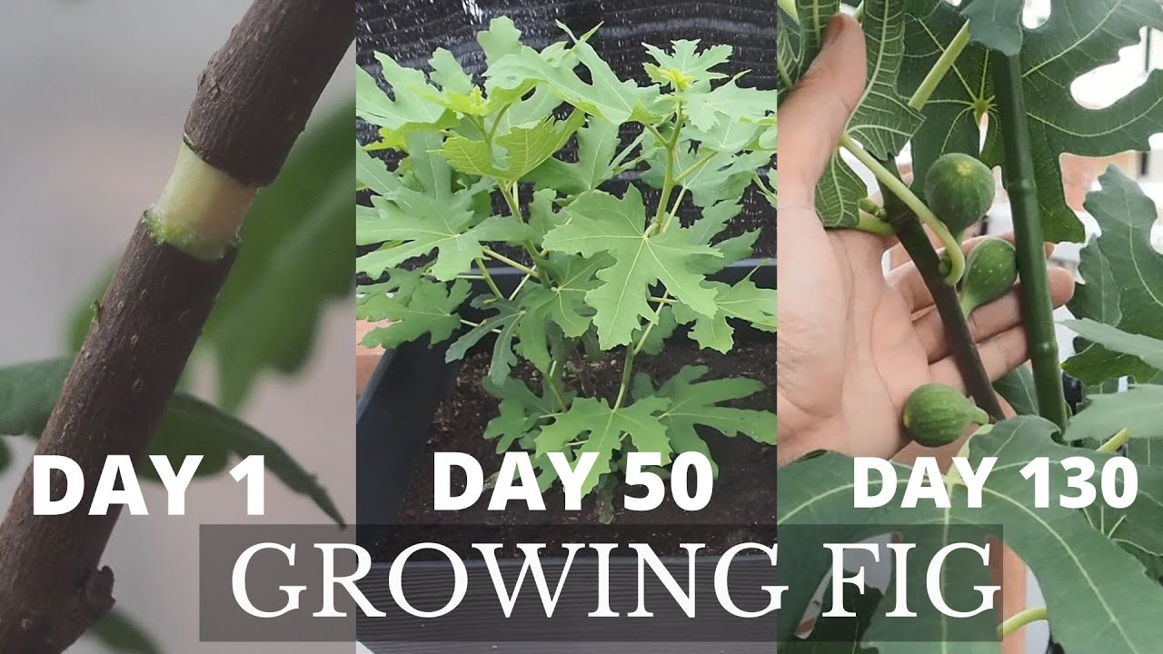 FIG | How to grow fig tree in pot from air layering!