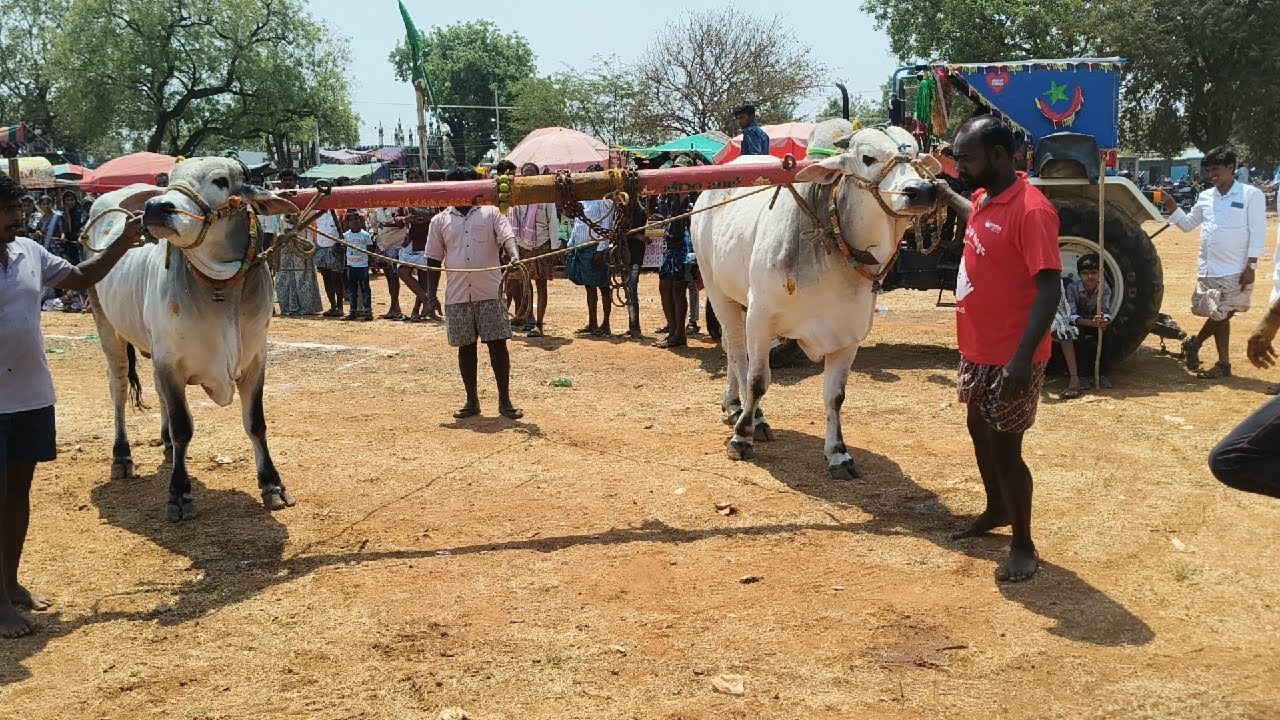 కొత్తపేట 6పళ్ళ  విభాగం5వ జత. బీరం బుల్స్