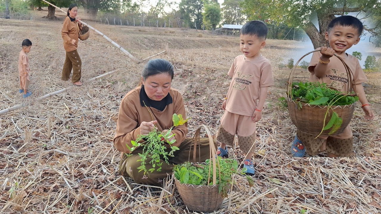 ผักกะเดายอดงามๆ สามพ่อลูกไปเก็บผักกะเดามารวกกิน 20 มกราคม ค.ศ. 2026