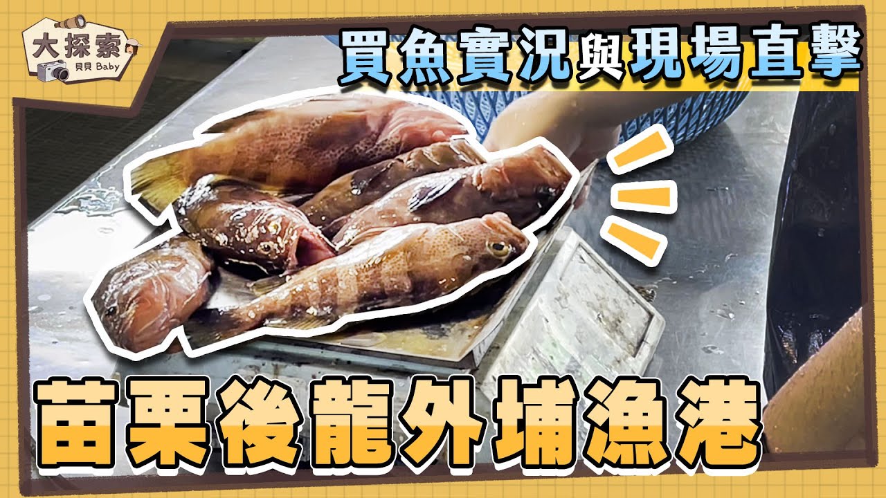 【漁港走透透】#51 苗栗後龍外埔漁港及買魚實況｜Fishing Port & Seafood ｜EP_145