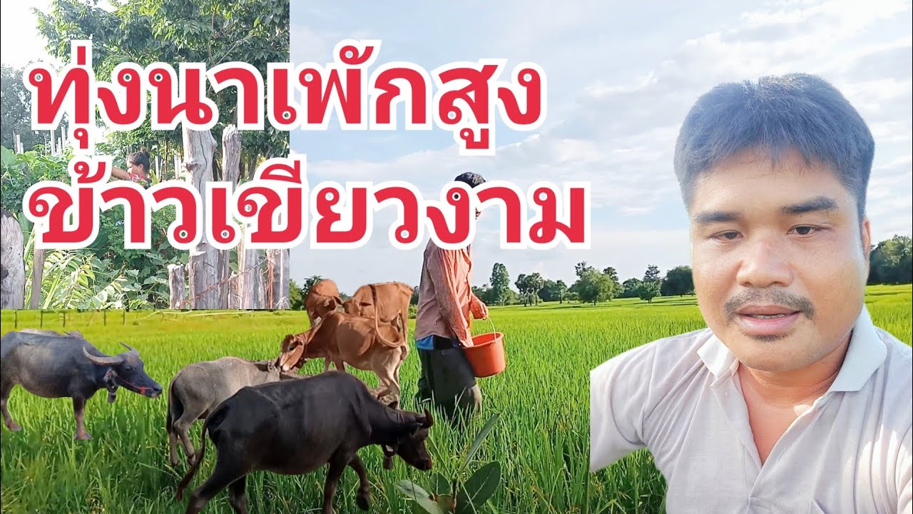 ทุ่งนาเพักสูงข้าวเขียวงาม20 สิงหาคม ค.ศ. 2025