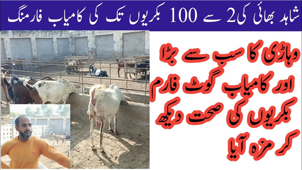 How Shahid bhai Started with 2 goats and now he Has more than 100 goats. Vehari Goat Farm. Goat farm