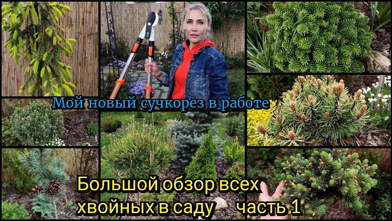 Большой обзор моих хвойных растений часть 1. Мой новый сучкорез. Рокарий. Сосны, пихты, ели, туи.