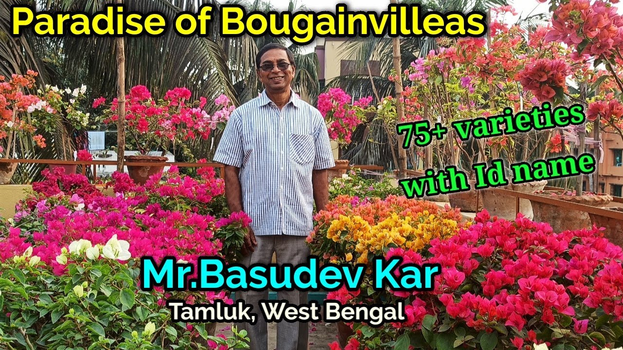 Paradise of Bougainvilleas//বাসুদেব কর মহাশয়ের অসাধারণ বোগেনভিলা বাগান//Baganbilas